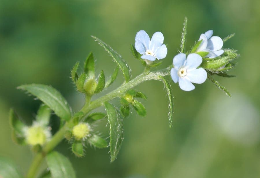Klettenlabkraut mit feinen blauen Blüten und charakteristischen stacheligen Samen