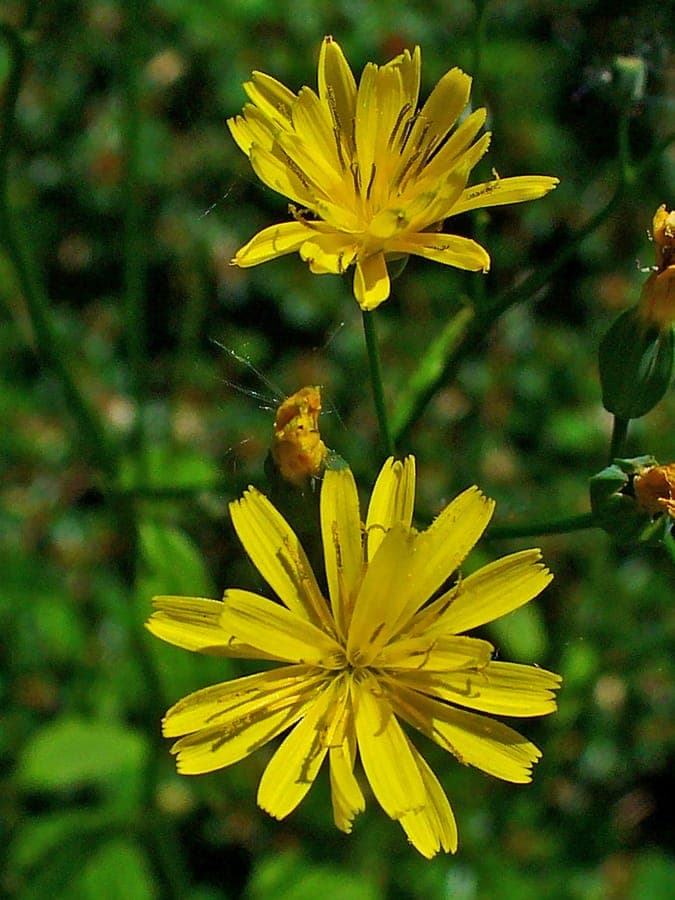 Lampsane commune aux fleurs jaunes et aux tiges fines caractéristiques