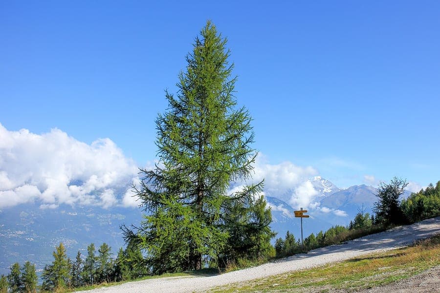 European larch in autumn colors with golden needle foliage