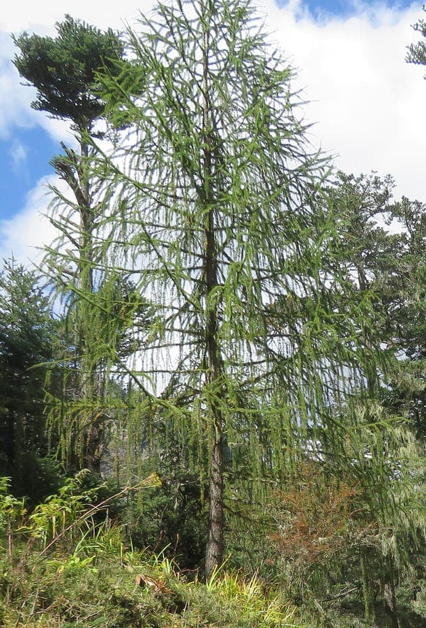 Himalayan Larch tree in mountain landscape