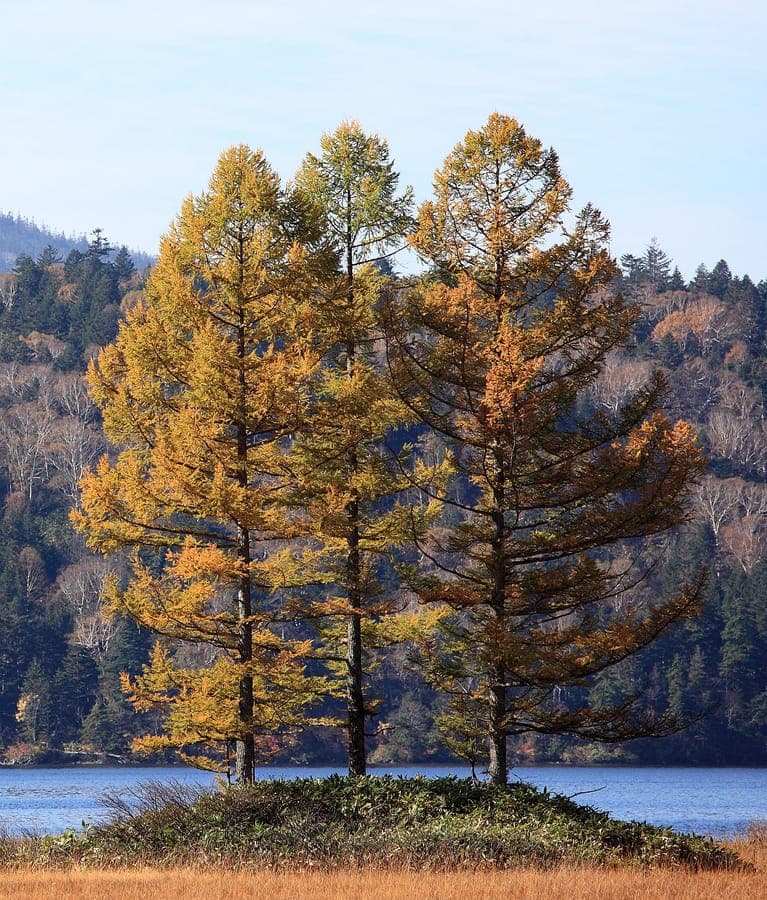 Mélèze du Japon avec feuillage d'automne doré