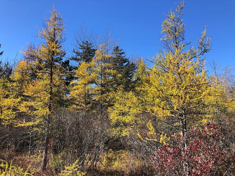 Mélèze de l'Est/Tamarack dans un habitat humide