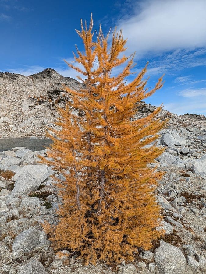 Alpine larch growing in mountain landscape