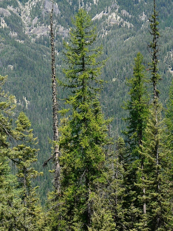 Arbre conifere Melezes de l'Ouest avec forme caracteristique et aiguilles en coloration automnale