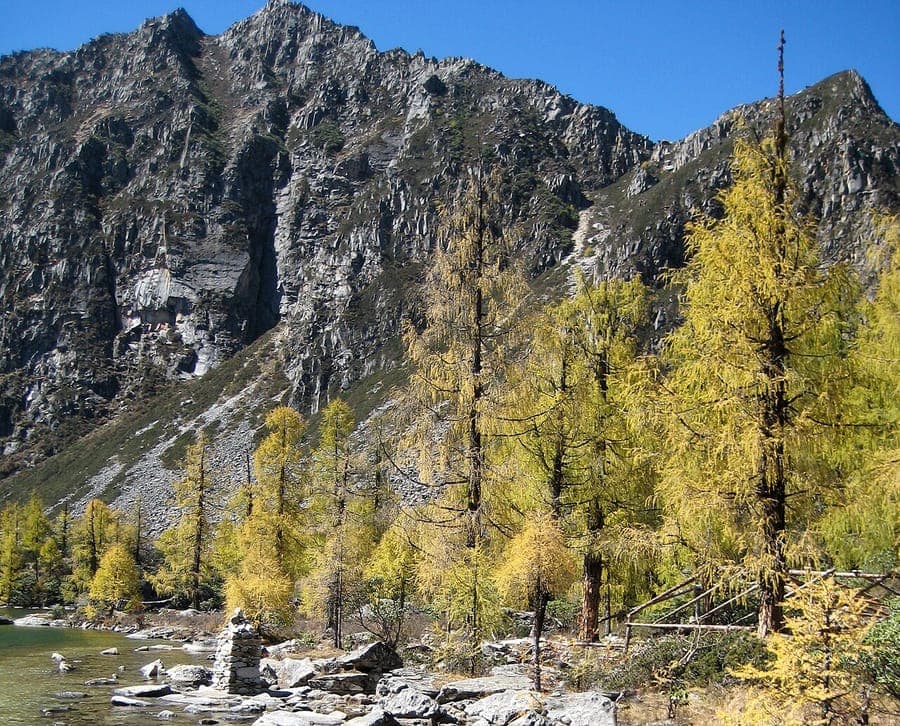 Larix potaninii with fine needles and characteristic branching structure