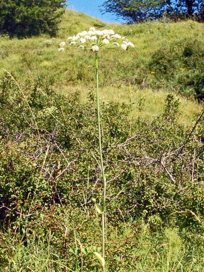 Broadleaf sermountain with white flower clusters