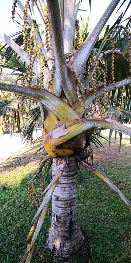 Yellow Latan Palm with striking golden-green fan-shaped leaves