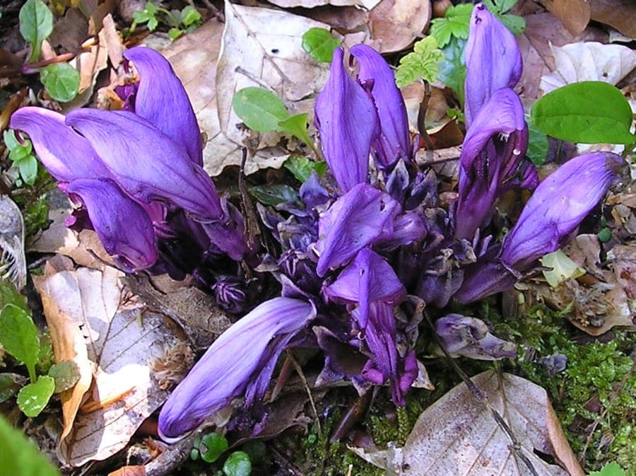 Lathraea clandestina met paarse bloemen in het voorjaar