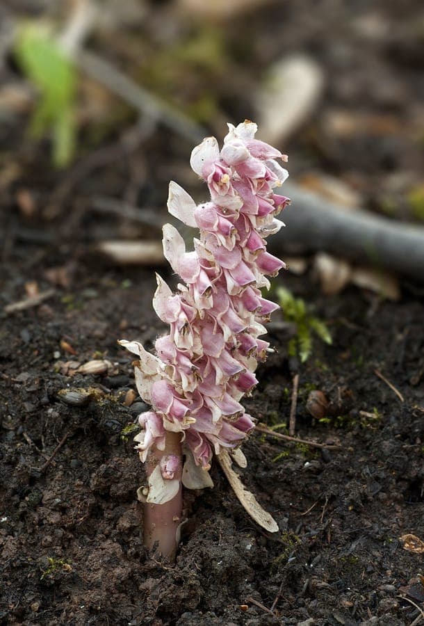 Blüten von Schuppenwurz mit charakteristischer blasser Farbe und gekrümmten Blütenstielen