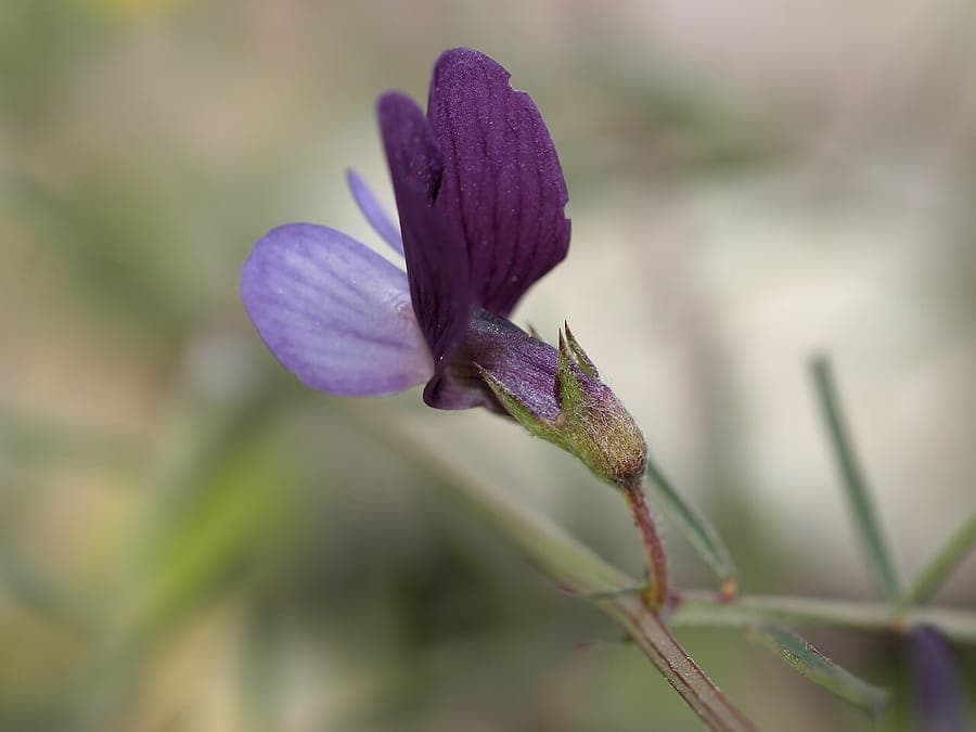 Angular pea with purple flowers