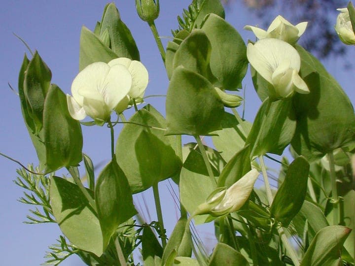 Yellow Vetchling with typical yellow flowers and delicate tendrils