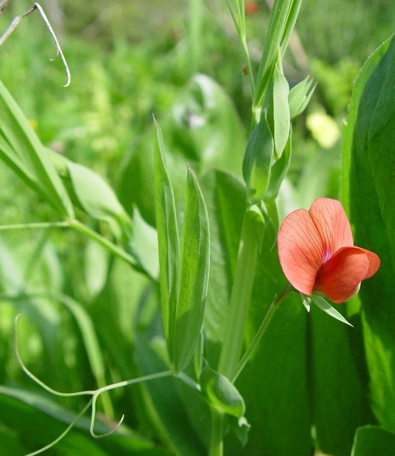 Linzenwikke met rode tot paarse bloemen en slanke groeiwijze