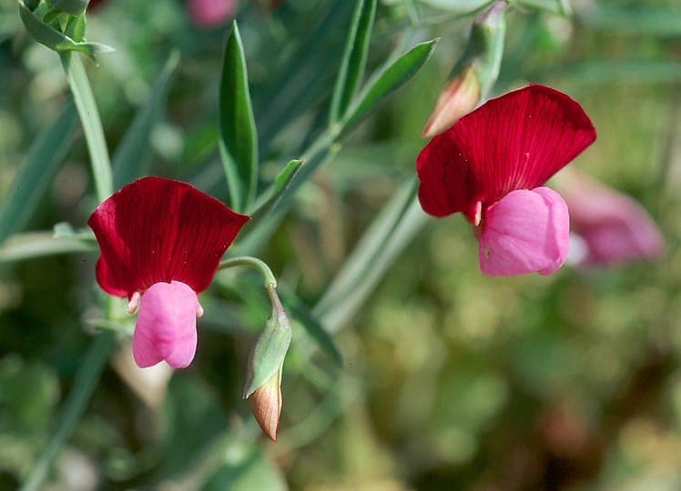 Gesse de Clymène avec fleurs bicolores rose et violet caractéristiques