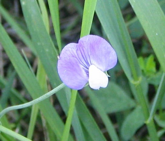Gesse hirsute avec fleurs violettes caractéristiques et surface de feuille poilue