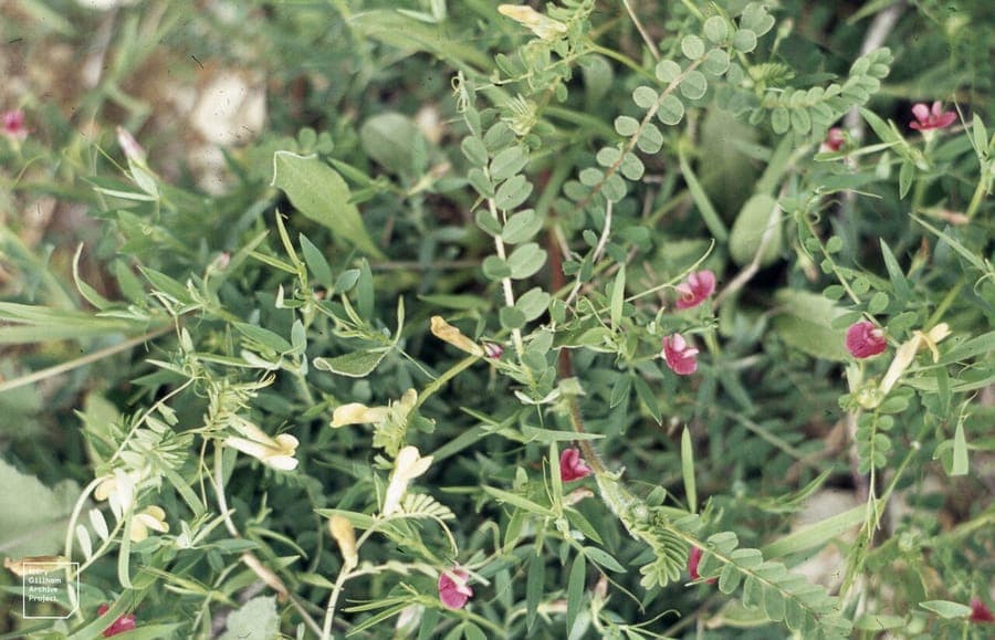 Lathyrus inconspicuus flower in purple with small delicate blooms