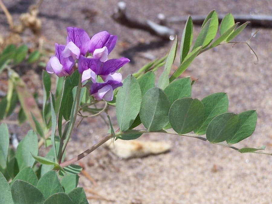 Japanische Platterbse in Blüte mit tiefvioletten Blütentrauben über graugrünem Laub