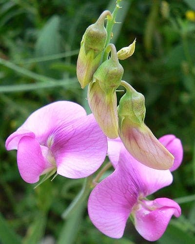 Everlasting pea in full bloom with pink and purple flower clusters along a garden wall