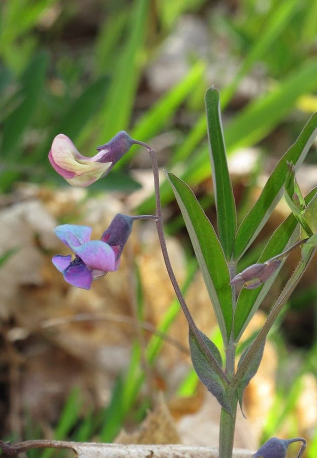 Gesse à feuilles linéaires en fleur avec des grappes florales rouges-violettes au-dessus d'un feuillage étroit vert