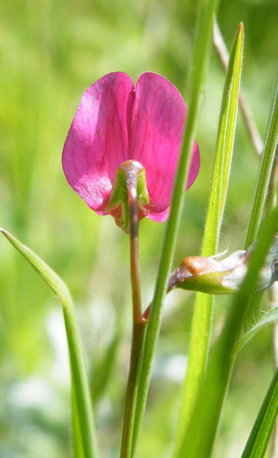 Gesse à feuilles de graminée en floraison avec des fleurs rose-rouge