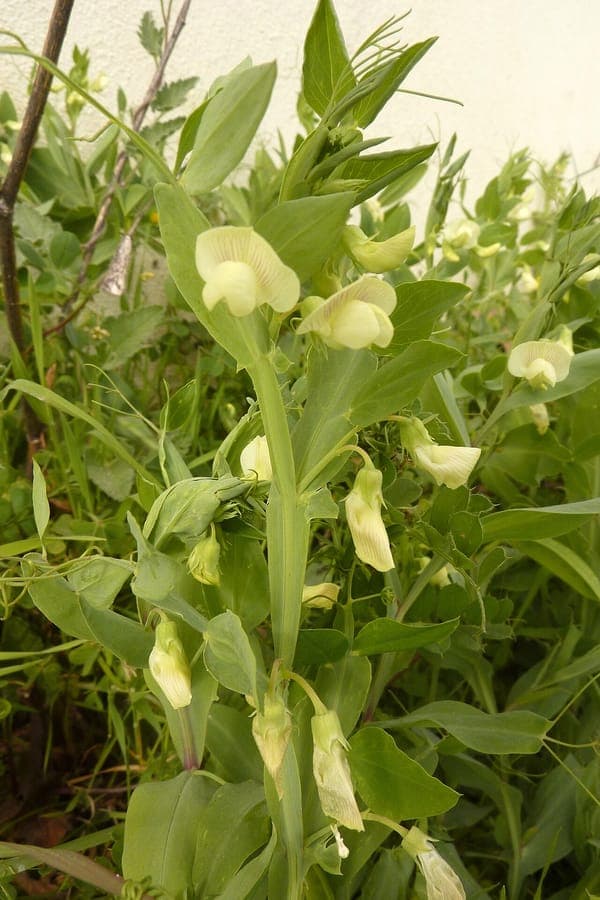 Cyprus-vetch: complete guide