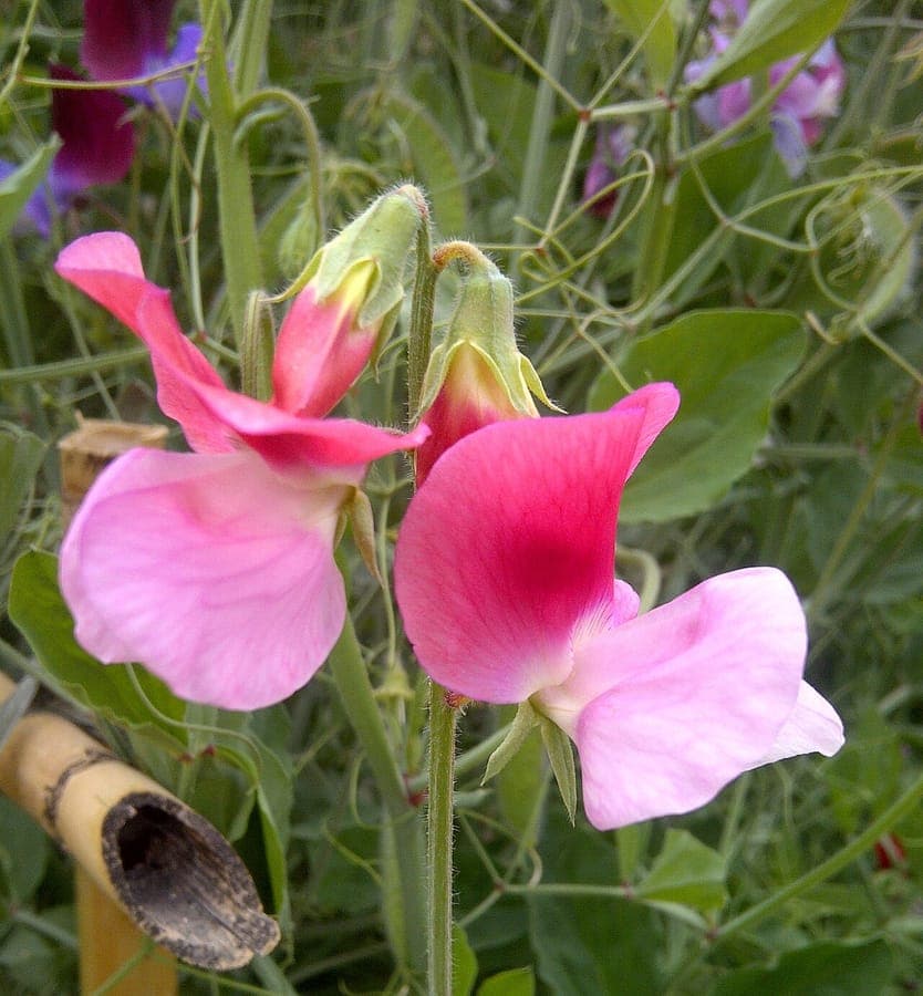 Duftwicke mit duftenden, farbenfrohen Blüten in Violett, Rosa, Rot und Weiß