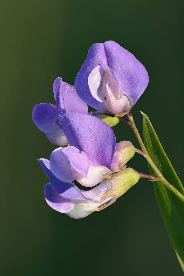 Sumpf-Platterbse mit violetten Blüten in subarktischen Habitaten