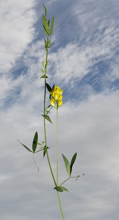 Meadow vetchling in full bloom with bright yellow flower clusters
