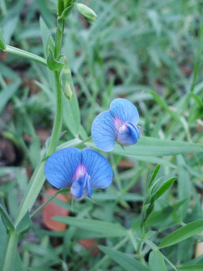 Platterbse-Pflanze mit grünem Laub und purpur-blauen Blüten