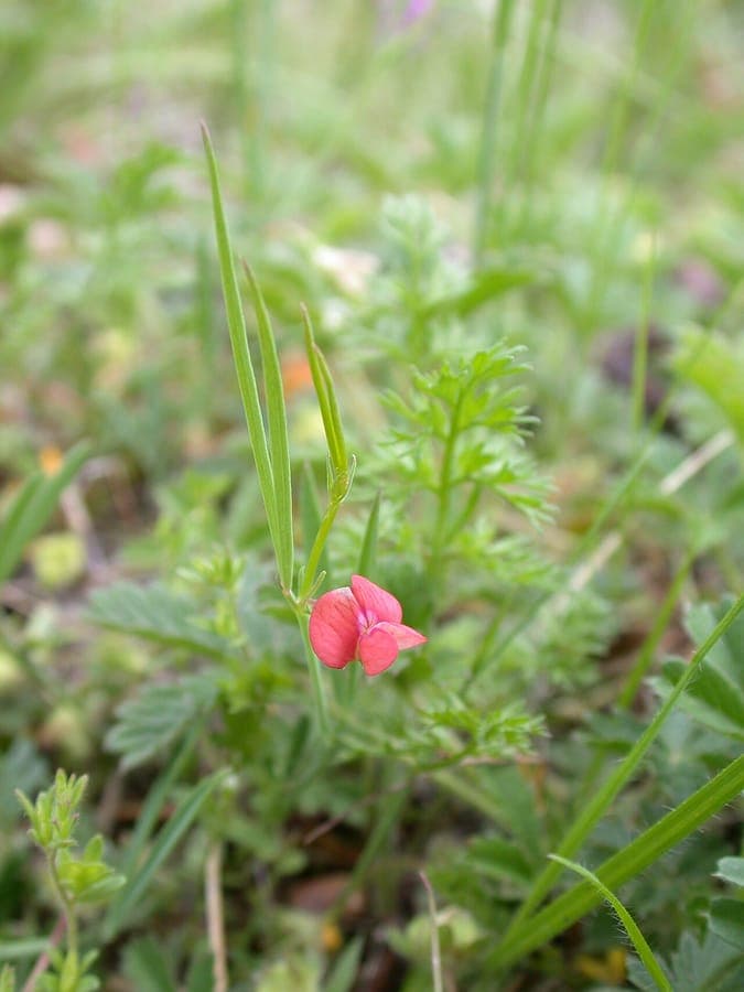 Round-seed vetchling: complete guide