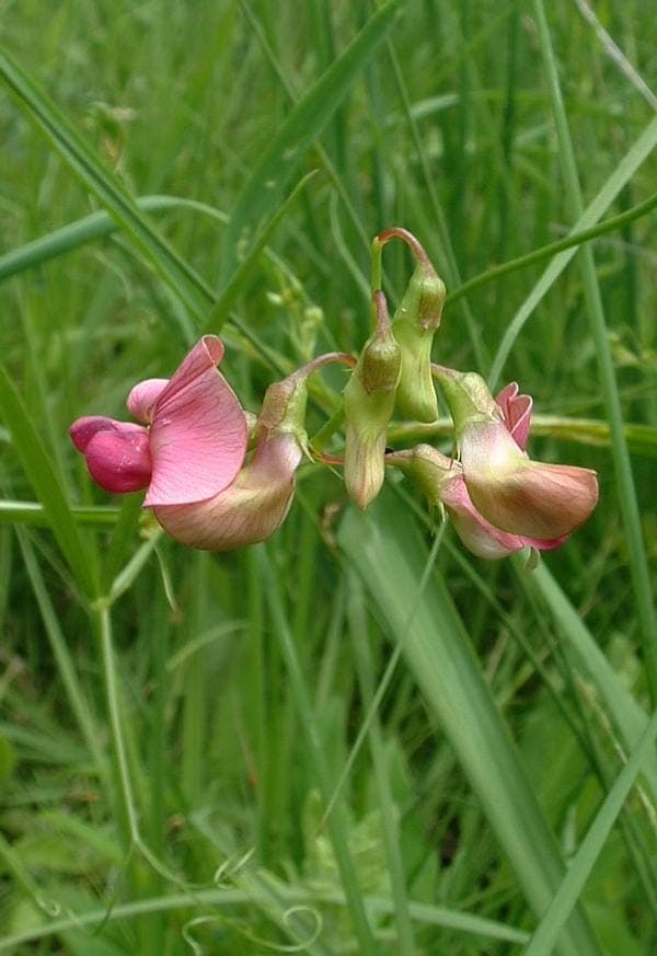 Wilde lathyrus plant met smalle bladeren en roze-paarse bloemen