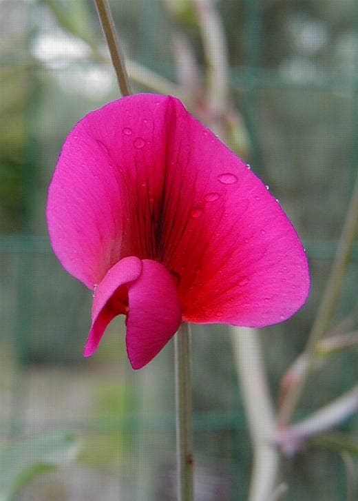 Plante gesse de Tanger avec fleurs rouge-rose