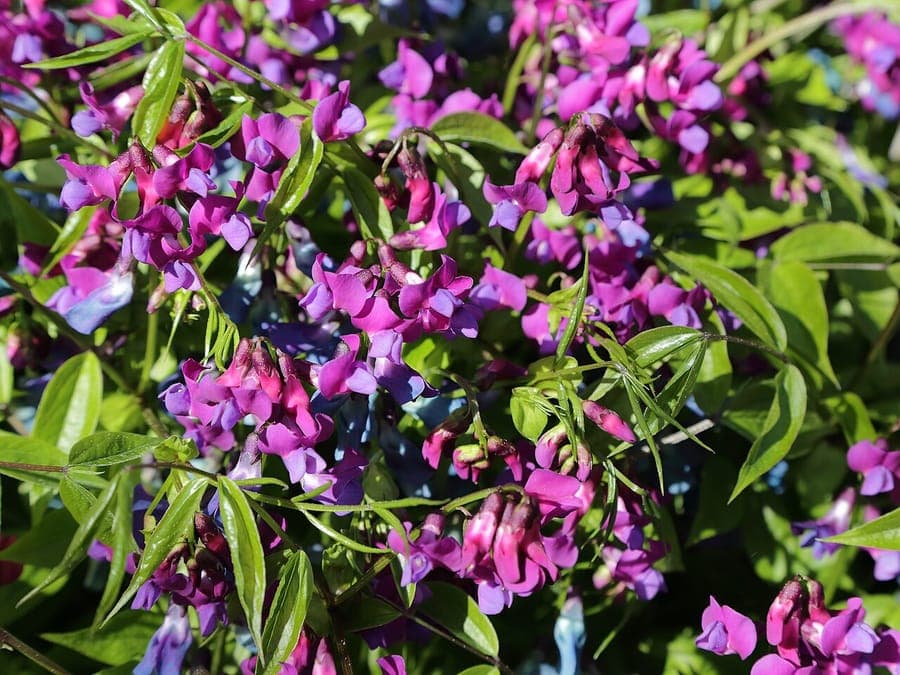 Purple and red flowers of Spring-vetch (Lathyrus vernus) in early spring