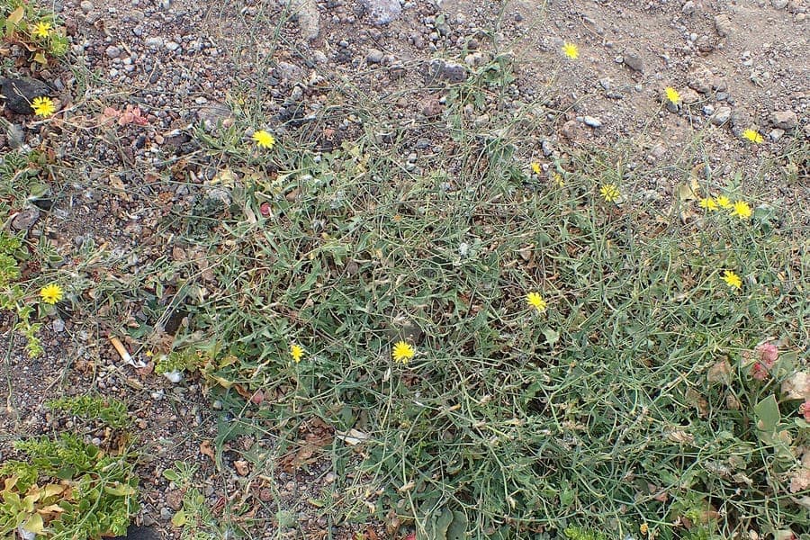 Plante launaea avec des feuilles vert pale dans un climat sec