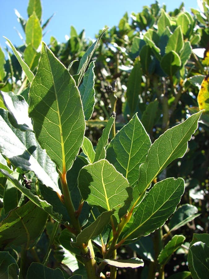 Glänzend dunkelgrüne Lorbeerbau-Blätter (Laurus nobilis) mit charakteristischer Form