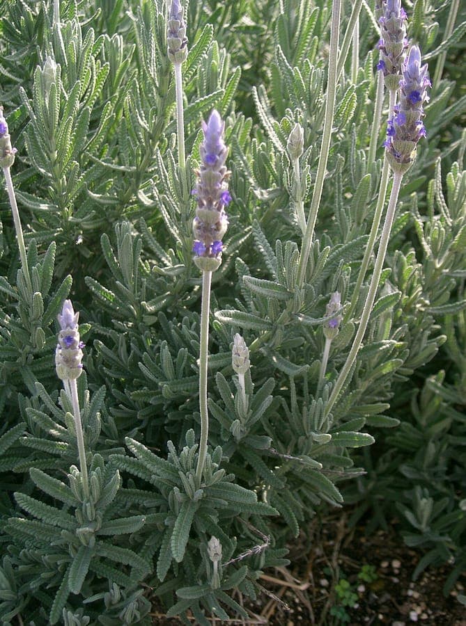 Lavande dentée avec feuilles gris-vert dentelées et épis floraux violets en pleine floraison sur un talus ensoleillé