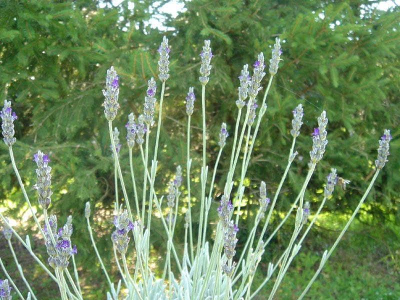 Lavandula lanata mit charakteristischen weißen wolligen Nadeln und lila Blüten