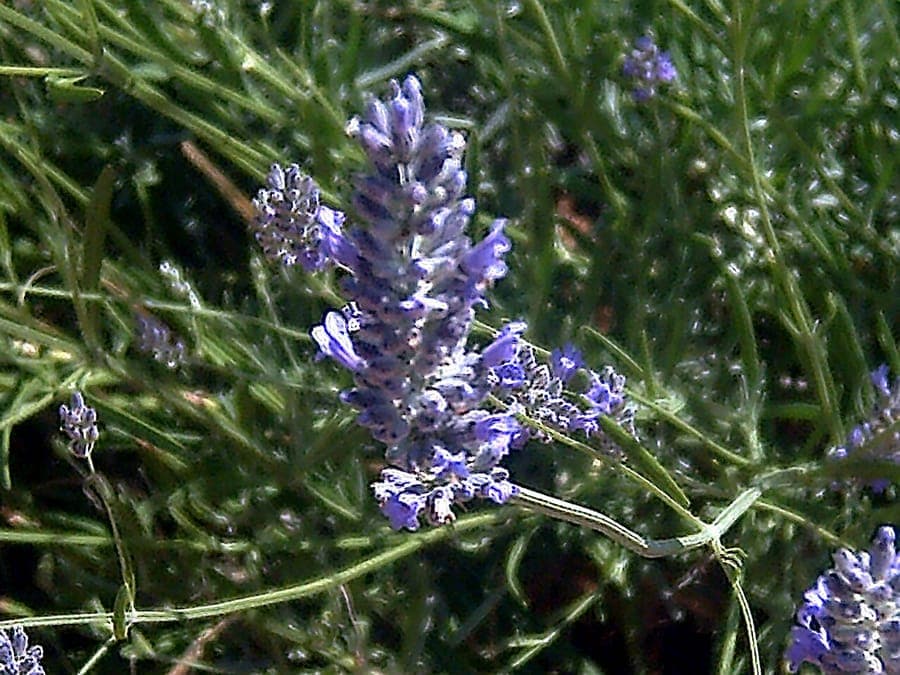 Breitblättriger Lavendel in voller Blüte auf einer sonnigen, gut durchlässigen Beetecke