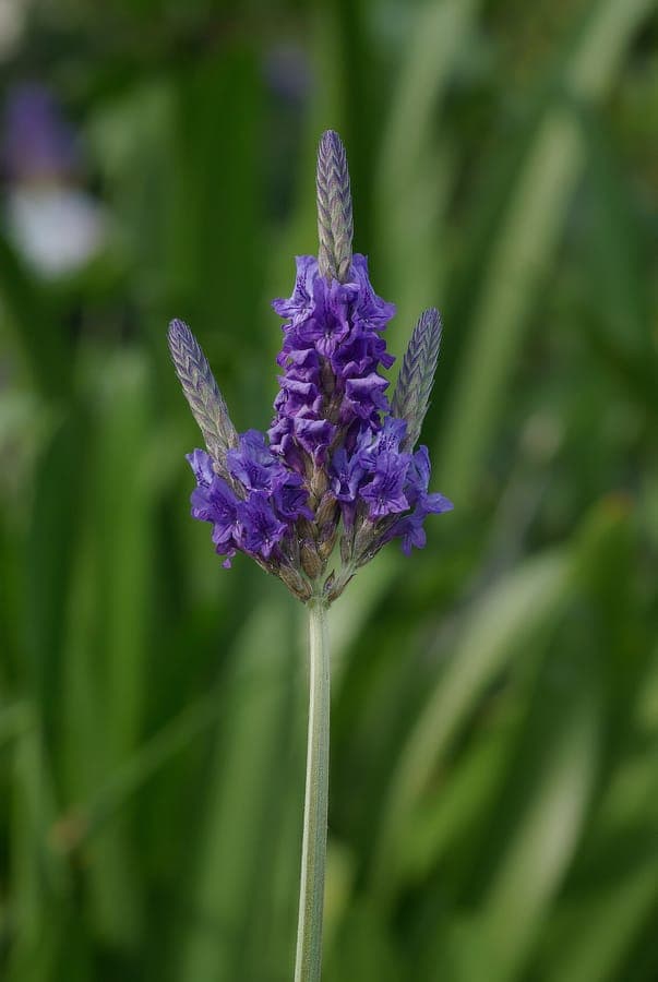 Violette Blütenähren der Gefiederten Lavendel (Lavandula multifida) mit feinen Blättern