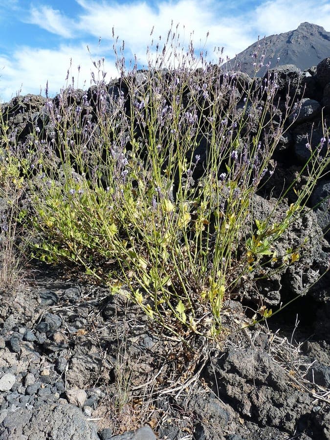 Rundblatt-Lavendel mit charakteristischem rundem Laub und violetten Bluetenstaenden