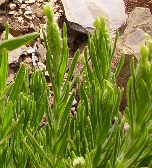 Grüne Lavendel in voller Blüte auf einer sonnigen Terrasse, umgeben von Steinen und Kies