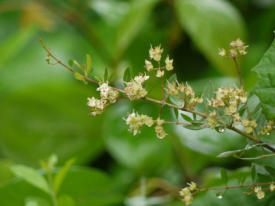 Lawsonia inermis Henna plant met groene bladeren en witte bloemen