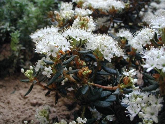Lédon des marais avec petites fleurs blanches et feuillage aromatique