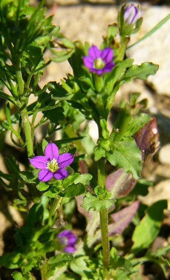 Purple flowers of Legousia hybrida venus looking glass