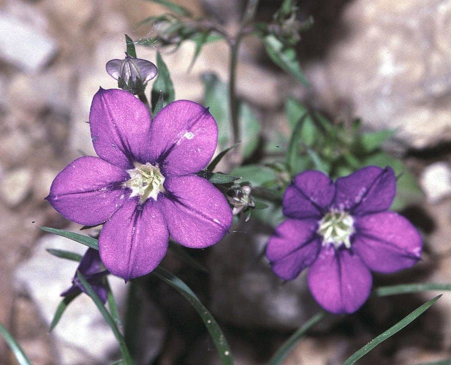 Purple European venus' looking glass (Legousia speculum-veneris) flowers blooming