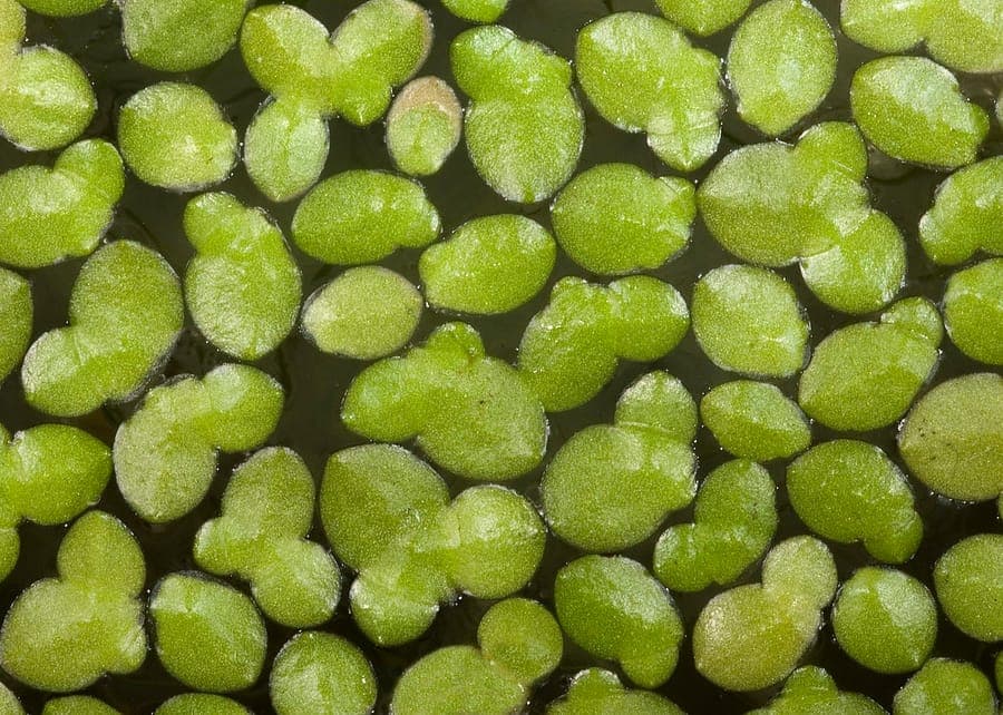 Lemna duckweed floating on water surface covering area