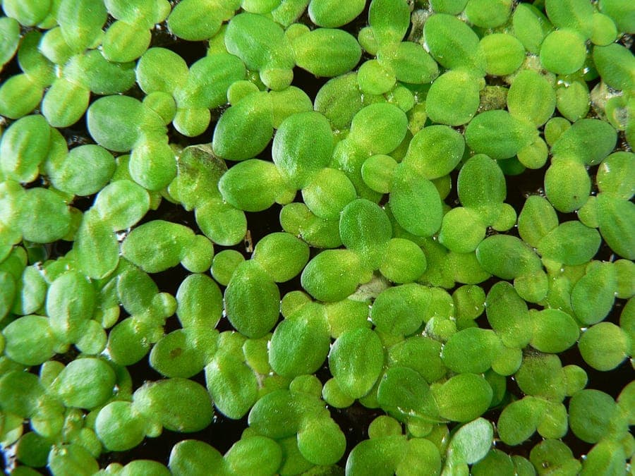 Gewone waterlinze (Lemna minor) drijvend in vijver