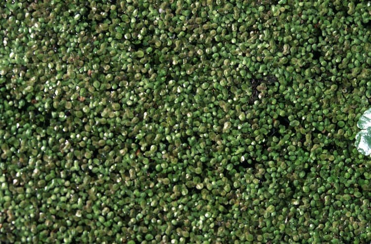 Least duckweed (Lemna minuta) in nano aquarium setup