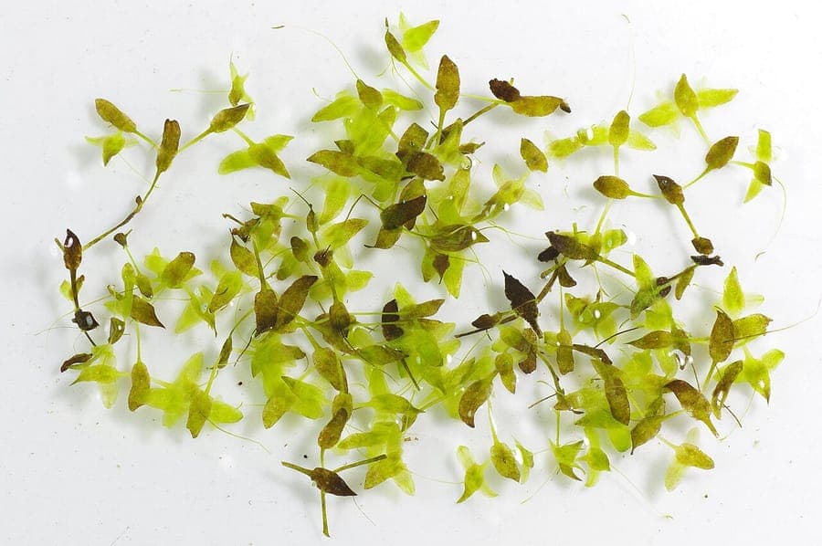 Ivy-leaf duckweed (Lemna trisulca) growing submerged in aquarium