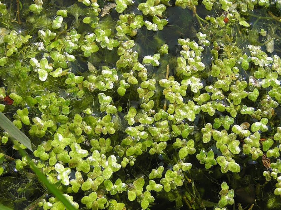Turion duckweed floating on water with tiny green fronds