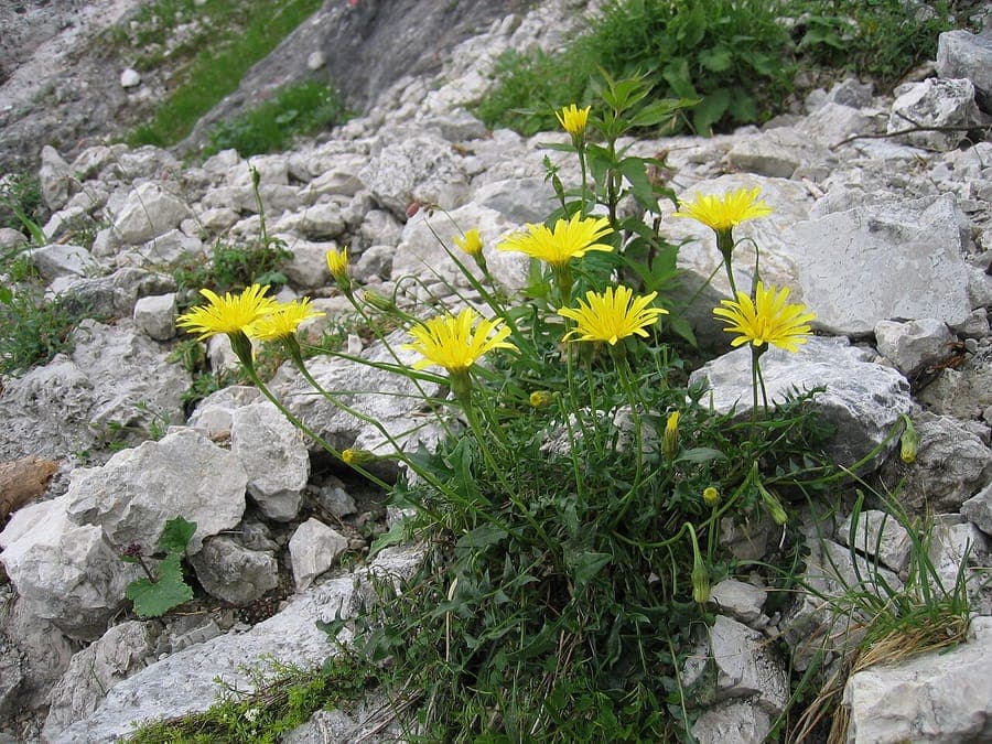 Rough hawkbit plant with yellow flowers and hairy leaves